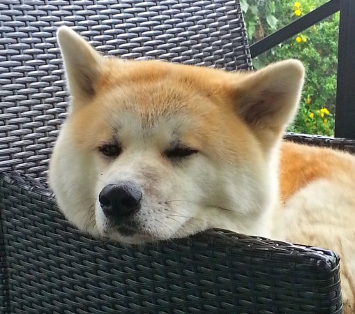 Sleepy akita