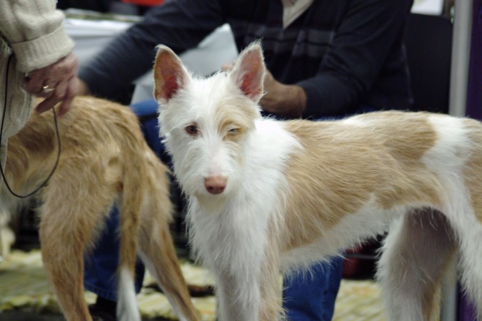 Wire haired Ibizan Hound