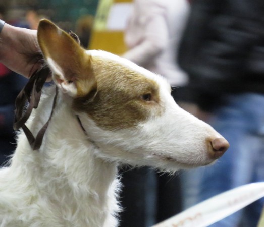 Wire haired Ibizan Hound head