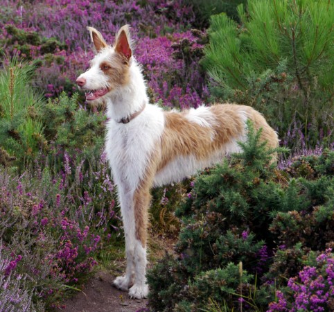 Wirehaired Ibizan Hound