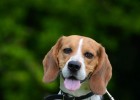 American Foxhound