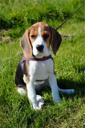 American Foxhound puppy - 03