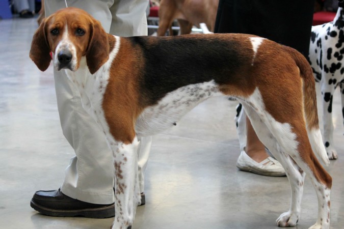 American Foxhound - 04