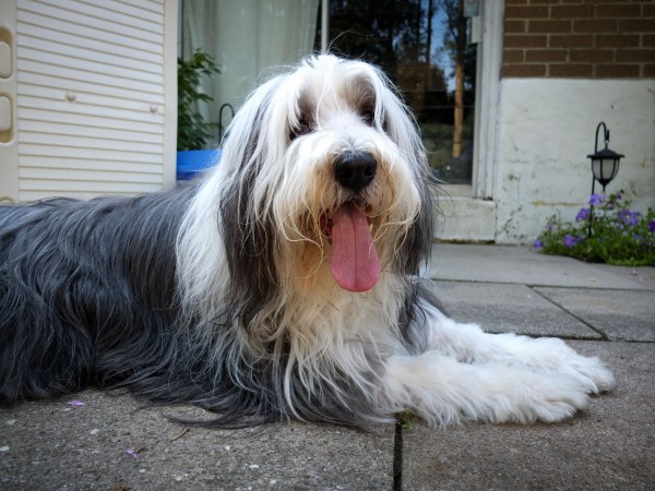 Bearded Collie - 04