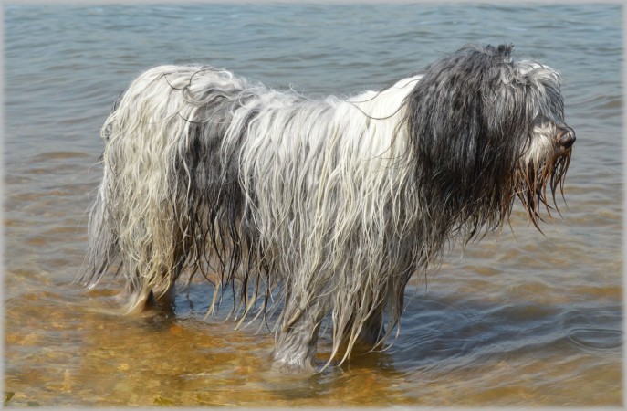 Wet Bearded Collie - 06