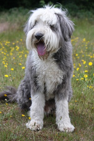 Bearded Collie - 08