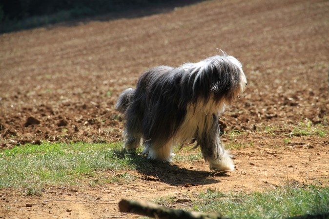 Bearded Collie - 09