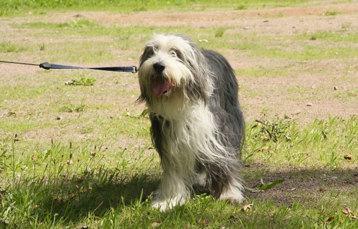 Bearded Collie - 10