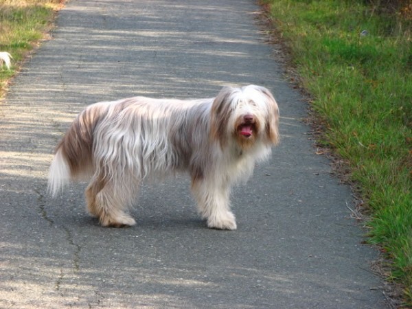 Bearded Collie - 11