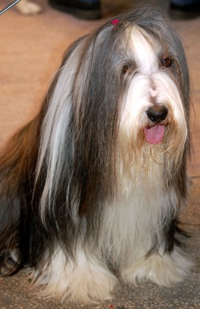 Bearded Collie - 12