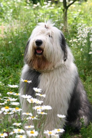 Bearded Collie - 14