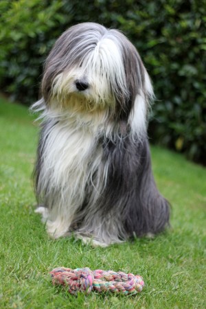 Bearded Collie - 17