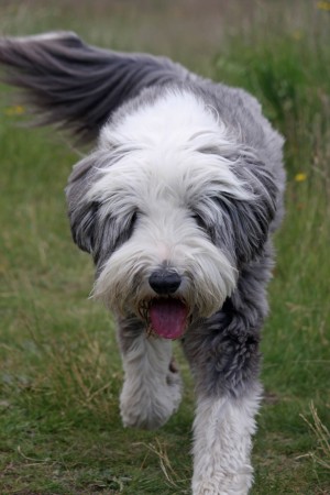 Bearded Collie - 18