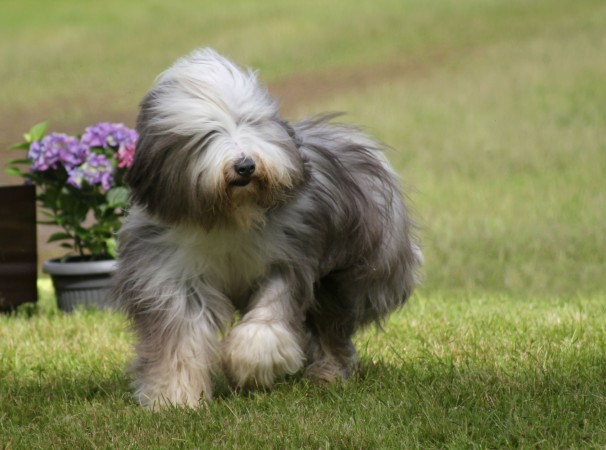 Bearded Collie - 19