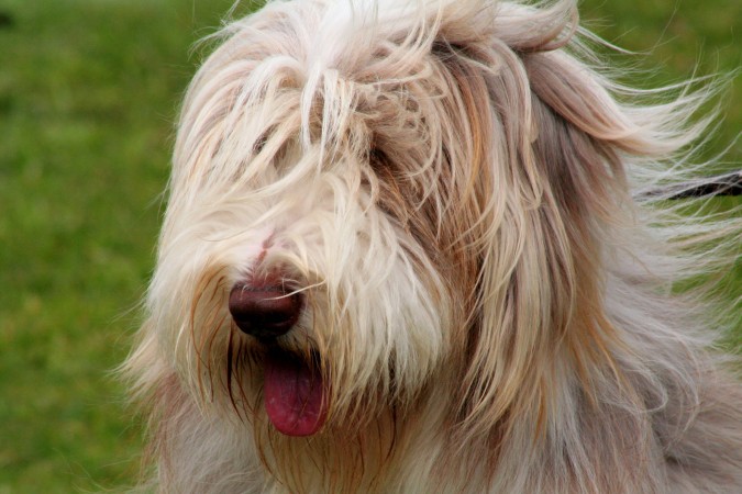 Bearded Collie - 20