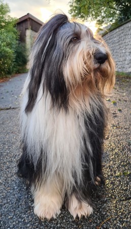 Bearded Collie - 21