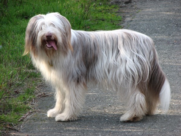 Bearded Collie - 22