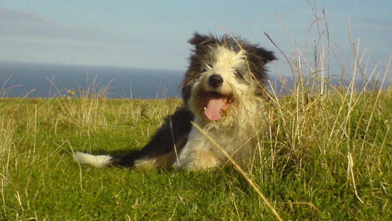 Bearded Collie - 23