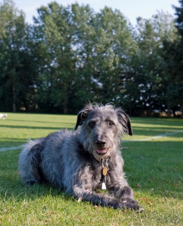 Deerhound - 02