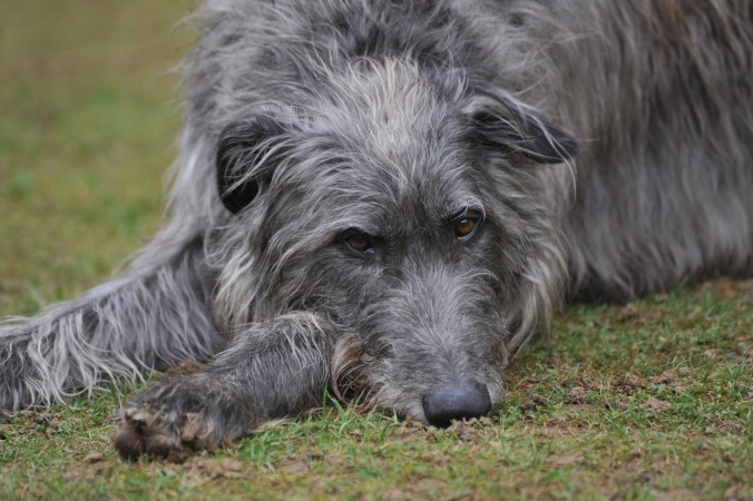 Deerhound - 03