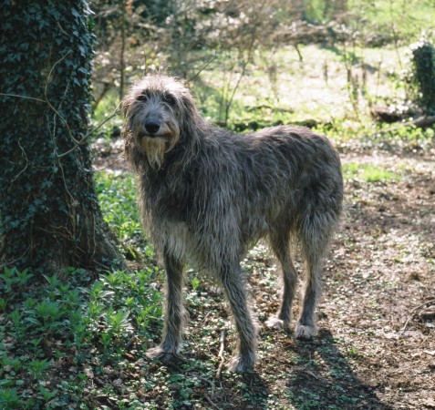 Deerhound - 04