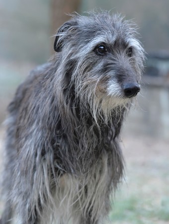 Deerhound - 05