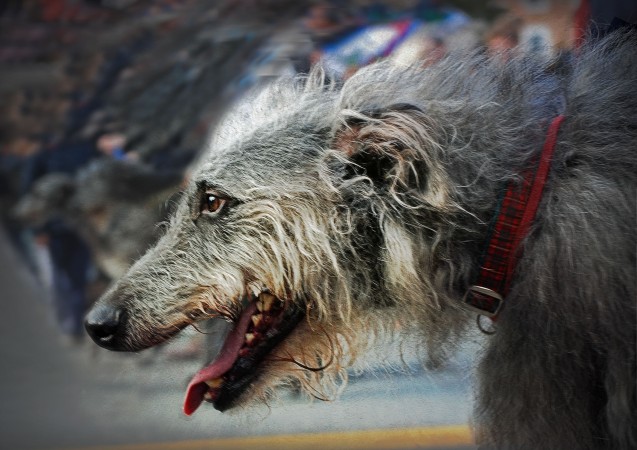 Deerhound - 06