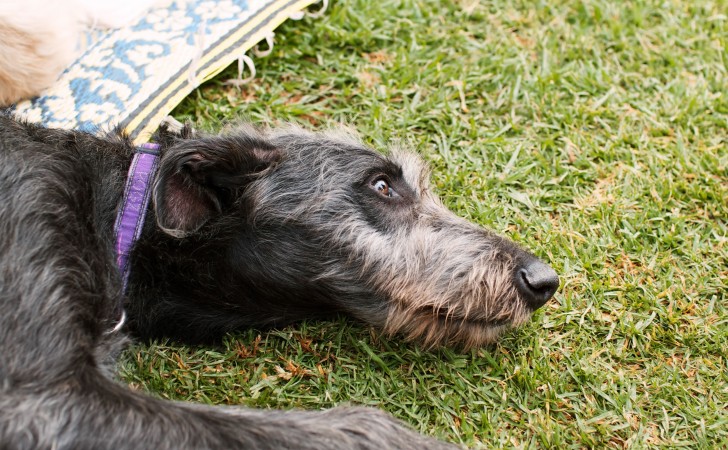 Deerhound - 07