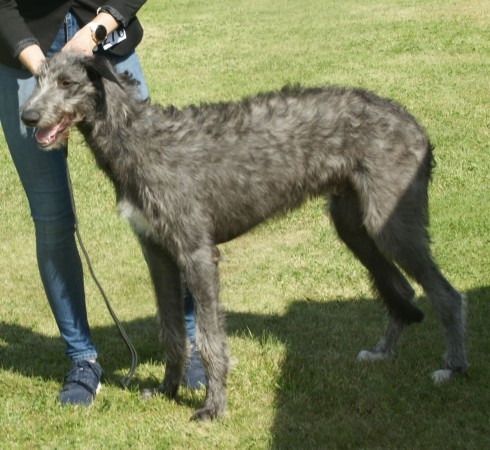 Deerhound - 08