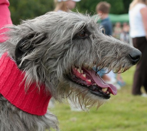 Deerhound - 09