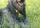 Scottish Deerhound