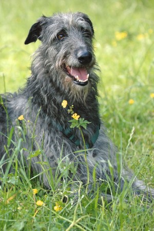 Deerhound - 10