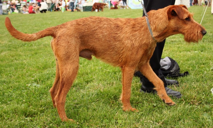 Irish Terrier - 01