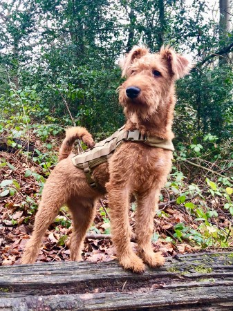 Irish Terrier - 02