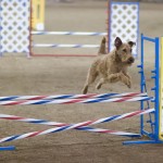 Irish Terrier jumping - 04
