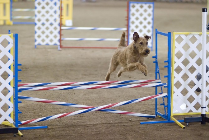 Irish Terrier jumping - 04