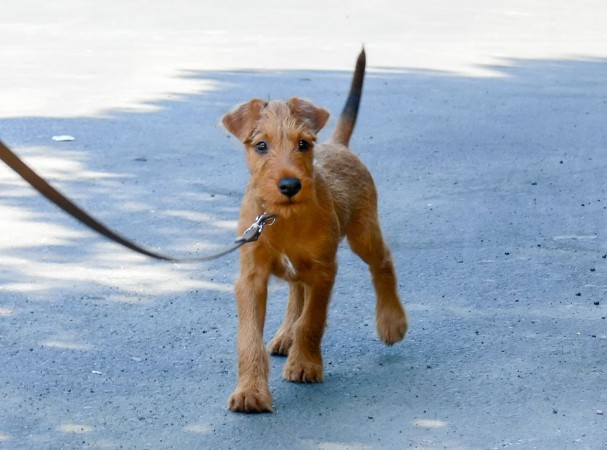 Irish Terrier puppy - 05