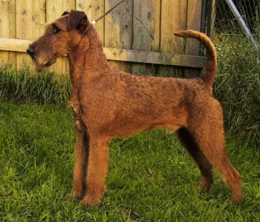 Irish Terrier - 06