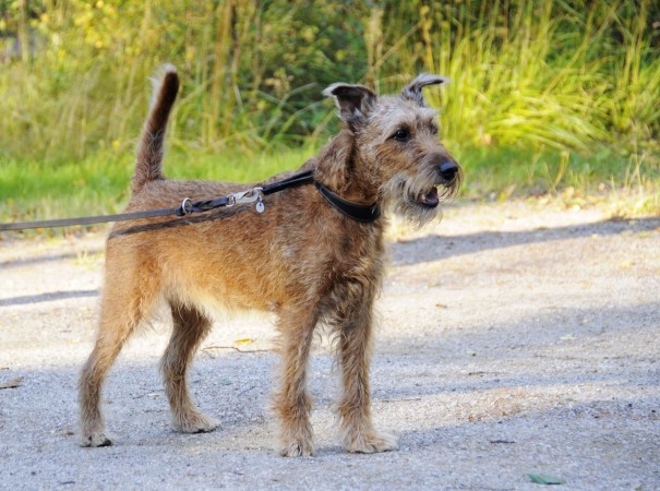 Irish Terrier - 07