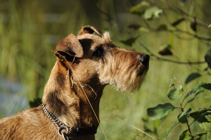 Irish Terrier - 08