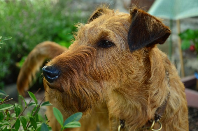 Irish Terrier - 09