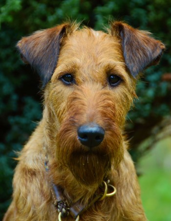 Irish Terrier - 11