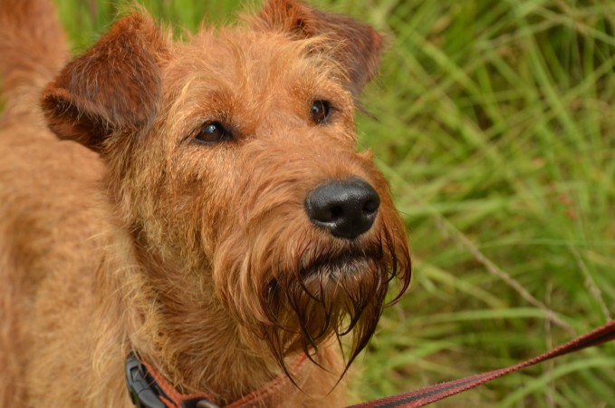 Irish Terrier - 12