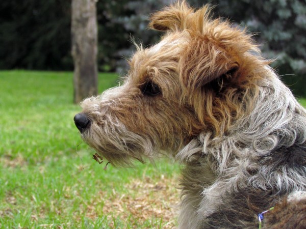 Irish Terrier - 13