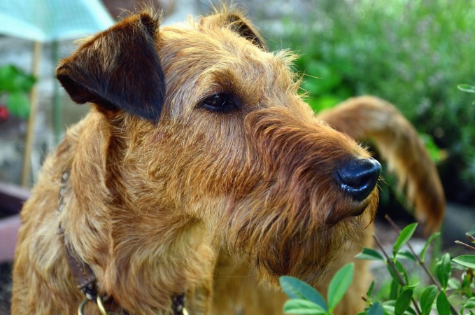 Irish Terrier - 14