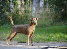 Irish Terrier - 15