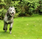 Irish Wolfhound - 01