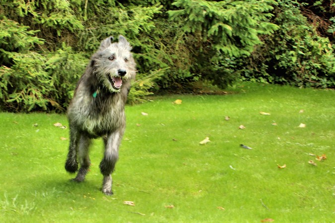 Irish Wolfhound - 01