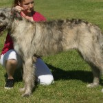 Irish Wolfhound - 05