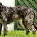 Irish Wolfhound - 07